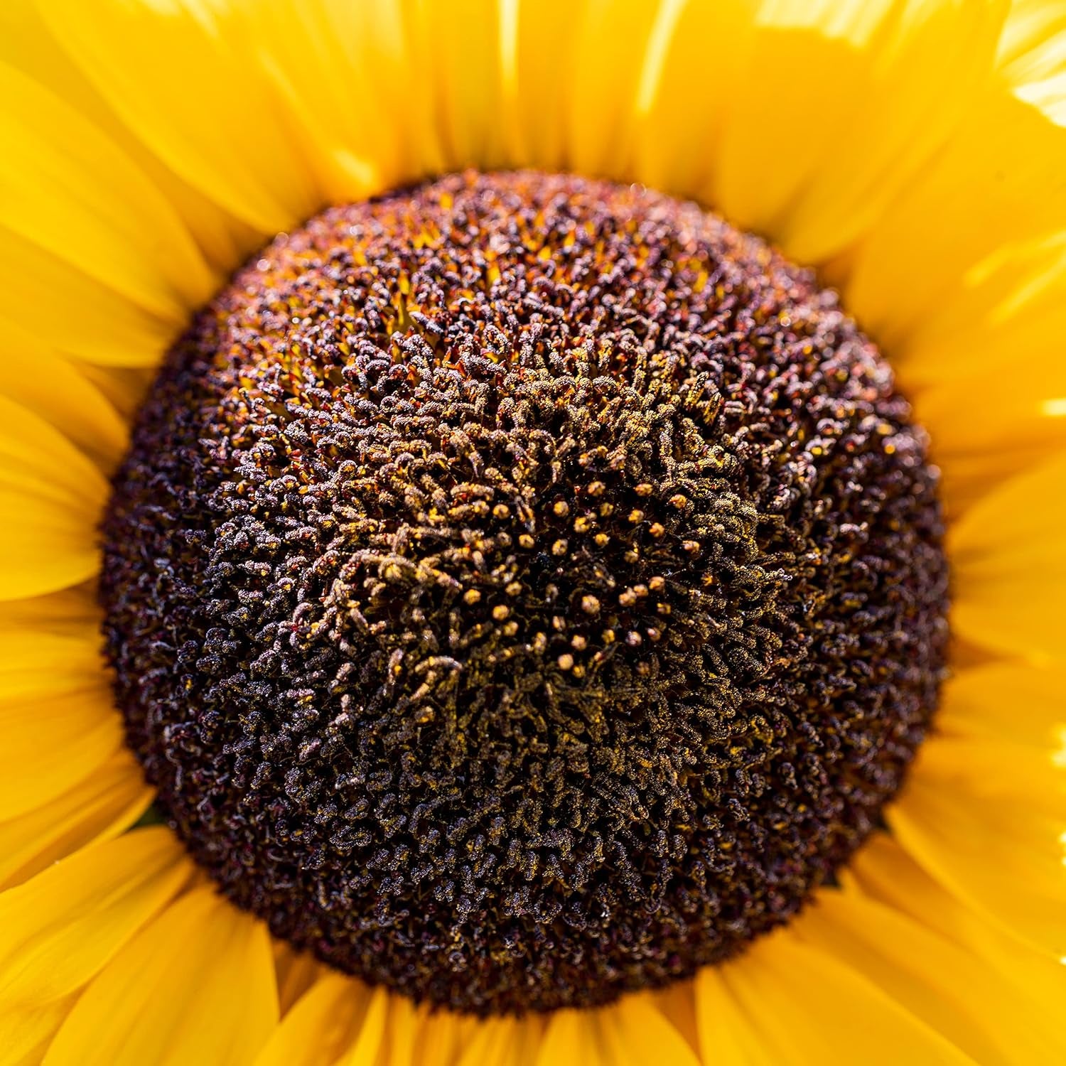 Graines de tournesol Discus jaunes (Helianthus annuus) : graines de tournesol de qualité supérieure, graines de tournesol pour la culture d'environ 20 plantes de tournesol – graines de fleurs respectueuses des insectes de OwnGrown