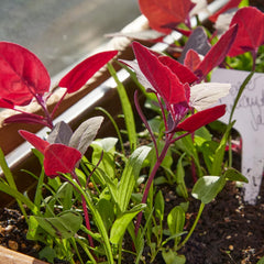 Wildkräuter Samen : Bunte Premium Kräuter Samen Mischung mit Löwenzahn Samen, Sauerampfer, Spitzwegerich uvm – Unkraut Samen Mix für Garten, Balkon – Kräuter Pflanzen Saatgut alte Sorten von OwnGrown