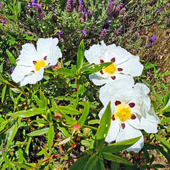 Zistrose Bonsaibaum Kletterpflanzen Cistus Creticus Garten Baumsamen Bonsai Sommerblumen Gartendeko Für Draußen Zimmerbonsai Schnittblumen Exotische Bio Grünpflanzen Winterharte 35Samen