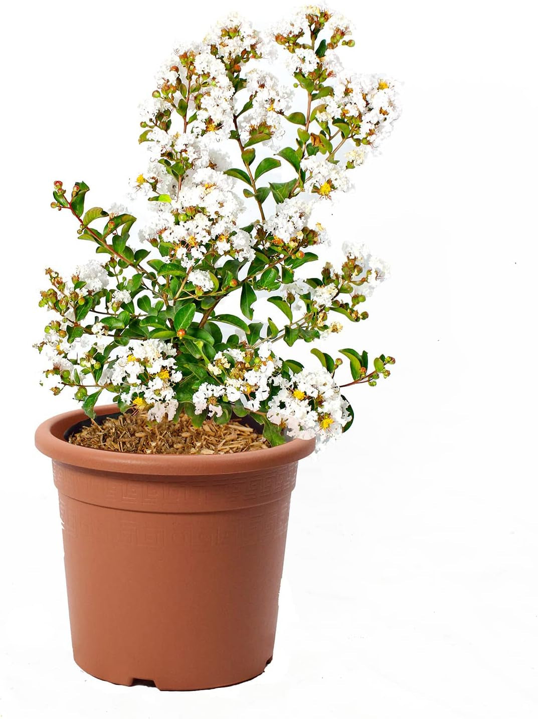 KENTIS - Lagerstroemia Indica Rote - Blühende Plfanzen - Echte Pflanzen Für Garten - Balkon Pflanze - Heckenpflanze – Hoch 60-80 Cm Topf Ø 24 Cm