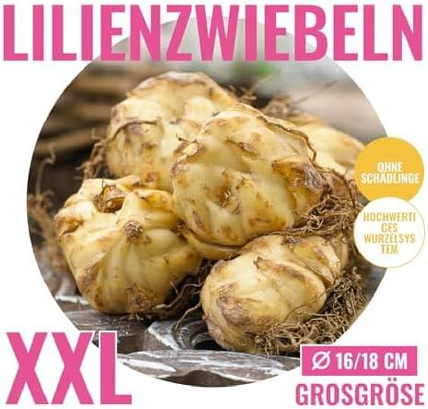 Collection de bulbes de lys géants (15 bulbes de fleurs), 5 variétés parfumées, 5 de chaque couleur, mélange de plantes vivaces hollandaises pour le jardin (grands bulbes, sans pépins)