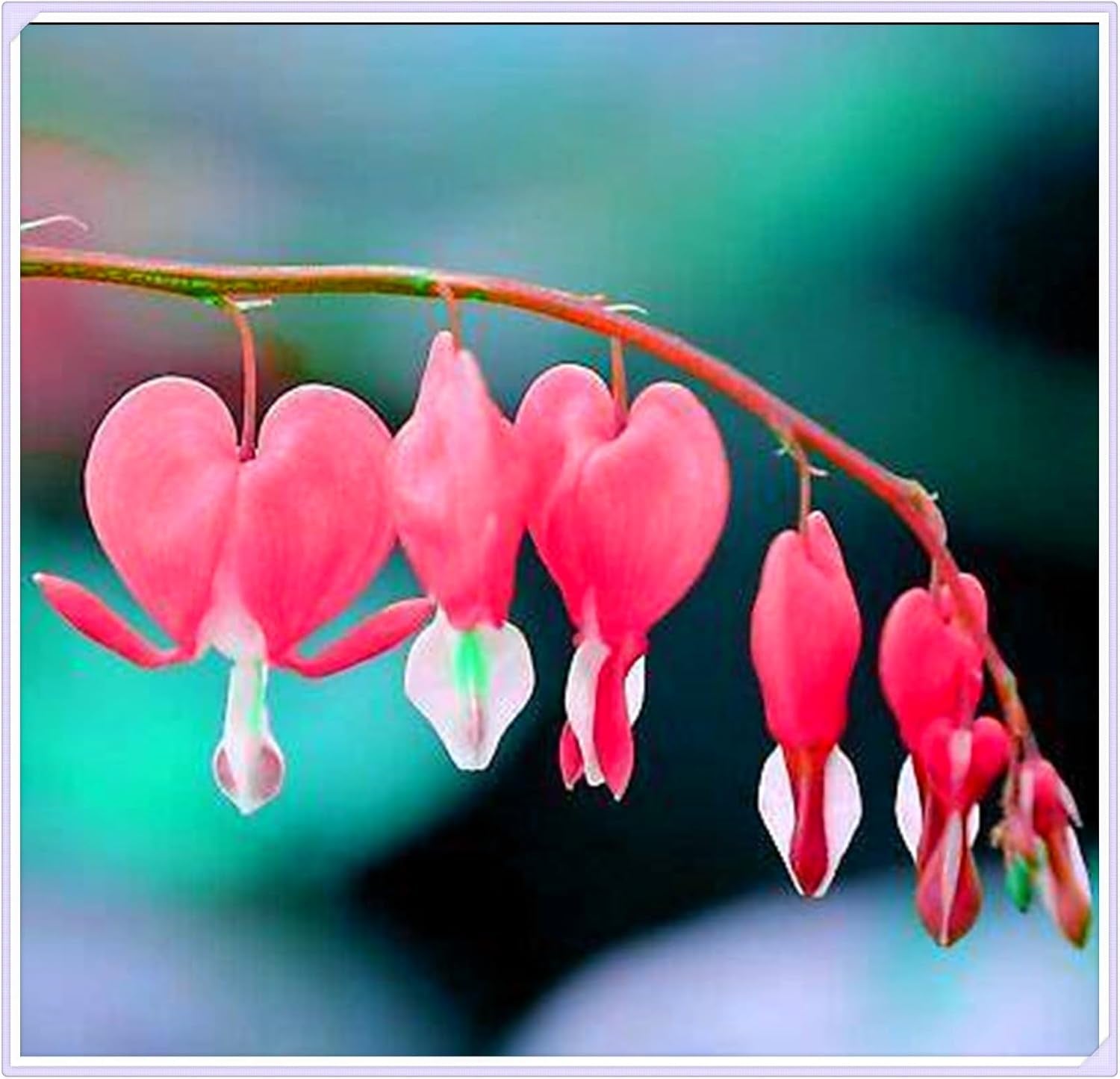 Mélange de bulbes de fleurs, ampoule magique mystère, plantation rustique, bulbe de fleurs vivaces résistant à l’hiver, bulbes rustiques - 3 bulbes d’orchidées