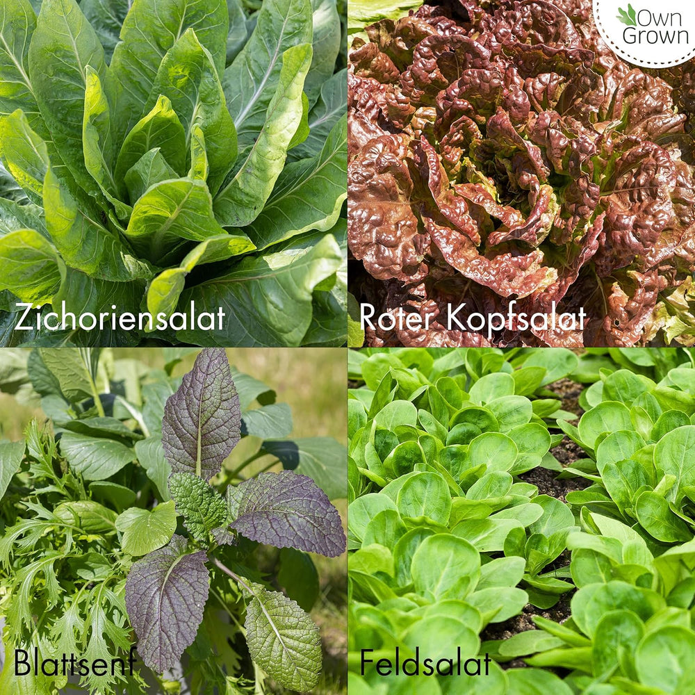 Graines de Laitue : Ensemble de 8 Variétés de Graines de Salade pour le Jardin et le Balcon - Graines de Laitue, Feuille de Moutarde, Mâche (Hardy), Radicchio, Graines d'Endive, Chicorée - Graines de Légumes à Salade de OwnGrown
