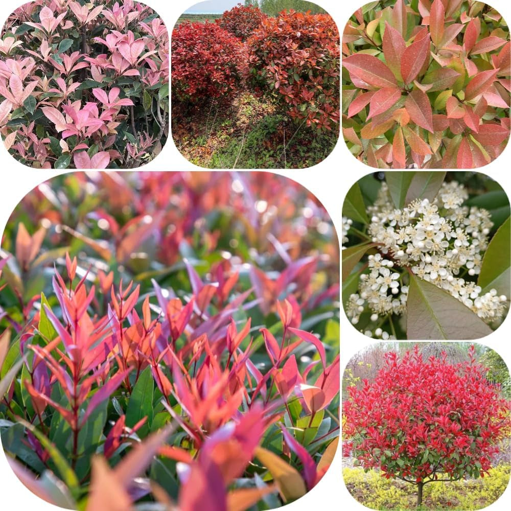 Glanzmispel Red Robin - Seltene Gartendeko Für Draußen Sträucher Garten Blühende Sträucher Winterhart Stauden Winterhart Mehrjährig Balkonpflanzen Für Sonnige Plätze Geschenke 1000Samen