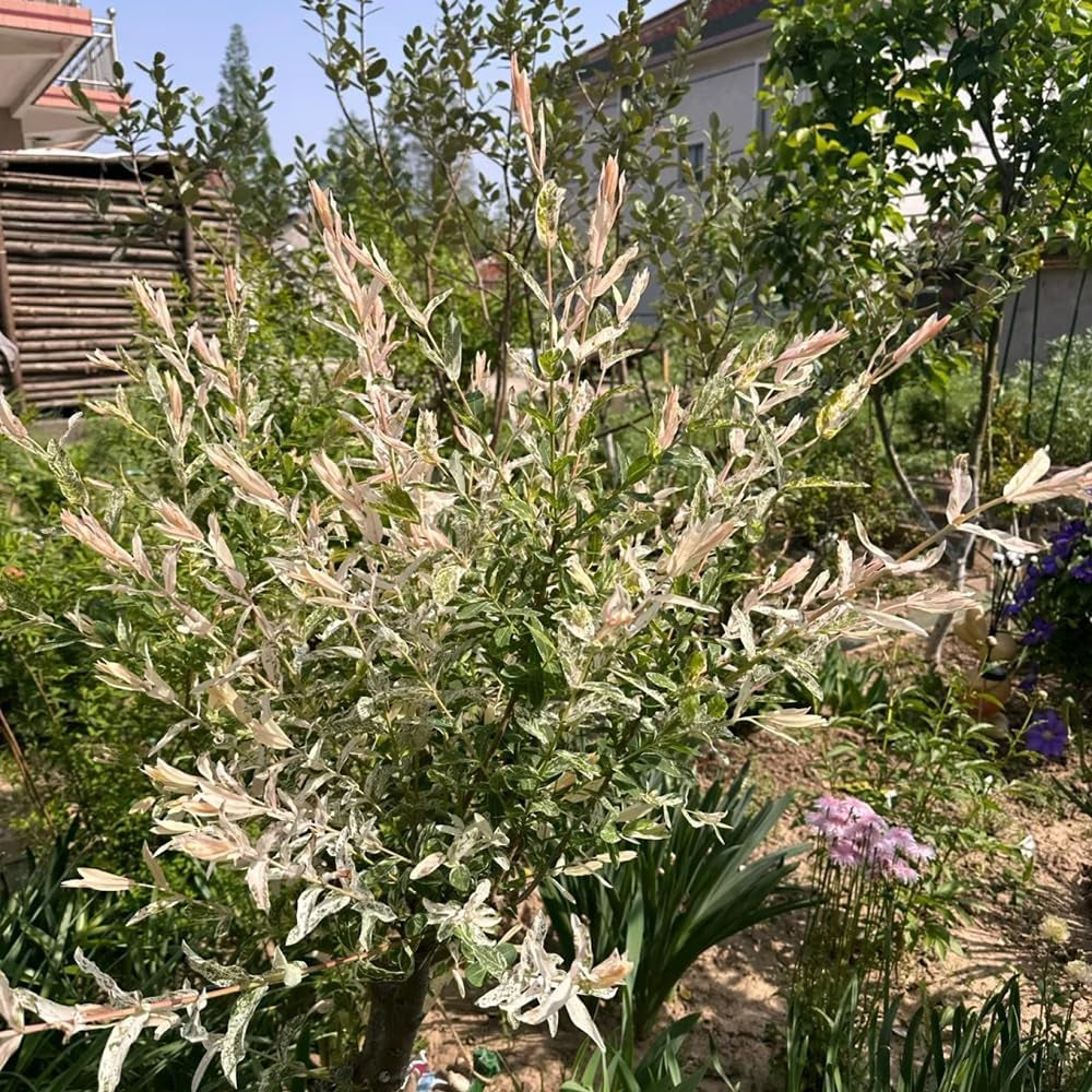 Harlekinweide, Sträucher Garten Salix Integra, Seltene Exotische Immergrüne Sträucher Topfpflanzen Draußen Winterhart Hochbeet 20Samen