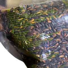 ROYAL THAI RICE - Riz gluant noir - 1 x 1 KG