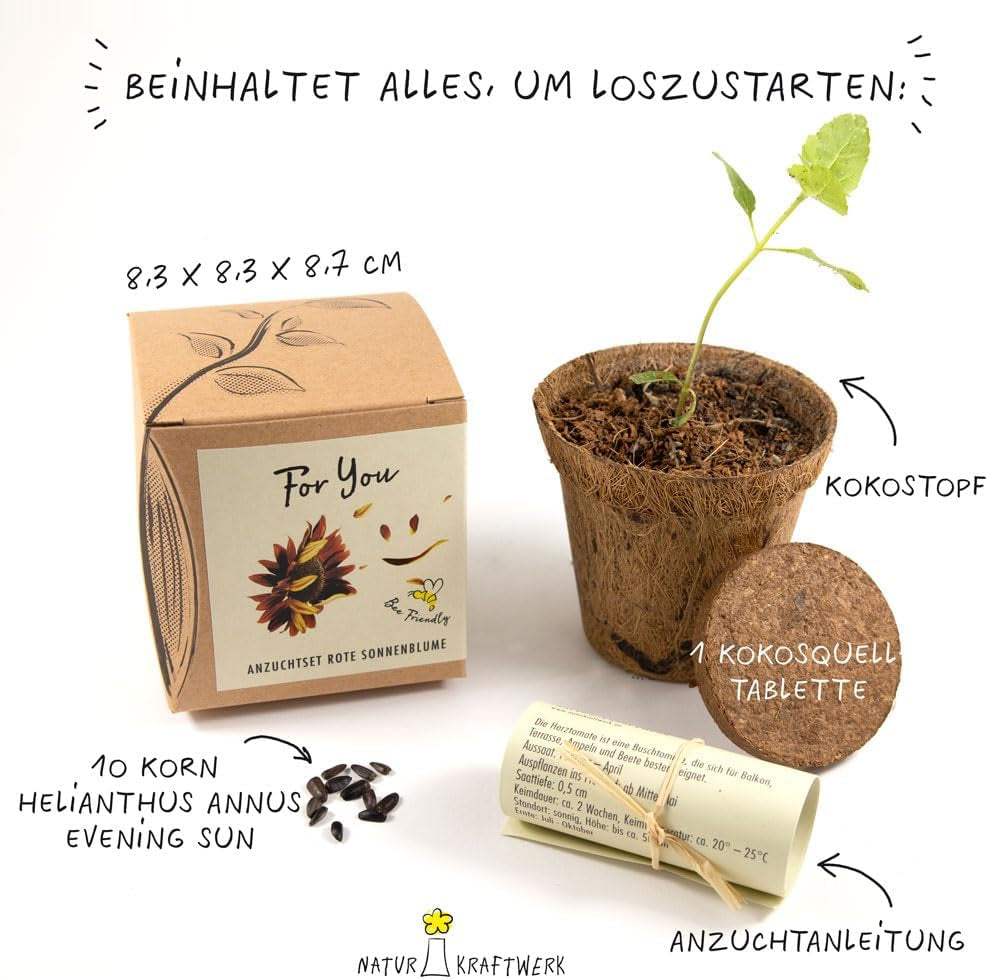 Kit cadeau de culture de plantes - Tournesol Sunset, comprenant des pots, un substrat et des instructions de culture