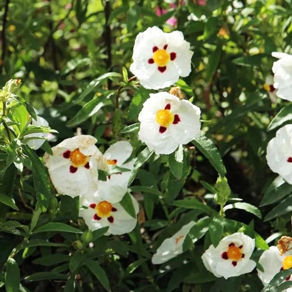 Zistrose Bonsaibaum Kletterpflanzen Cistus Creticus Garten Baumsamen Bonsai Sommerblumen Gartendeko Für Draußen Zimmerbonsai Schnittblumen Exotische Bio Grünpflanzen Winterharte 35Samen