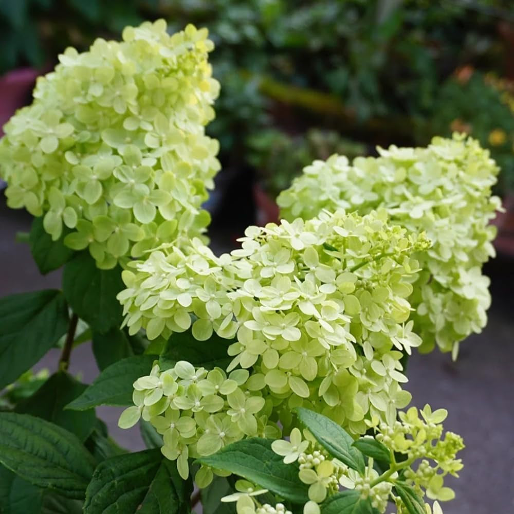 Rispenhortensie, Rispenhortensien Wildblumen Exotische Blumenbeet Hortensien Immergrüne Sträucher Winterhart Blühend Gartenblumen Balkonpflanzen Bodendecker Blumensamen Mehrjährig 250Samen