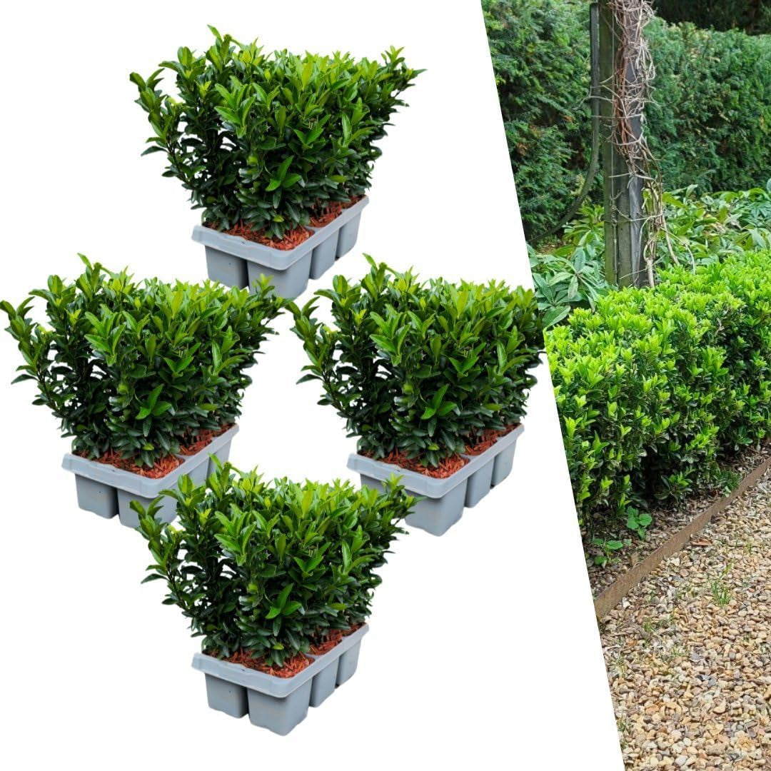 Plants by Frank | 48 Grüne Spindelstrauch Heckenpflanzen | Euonymus Japonicus 'Green Spire' | Japanischer Spindelstrauch | Buchsbaum Ersatz | Winterhart | Immergrüne Hecke | Gartenpflanzen
