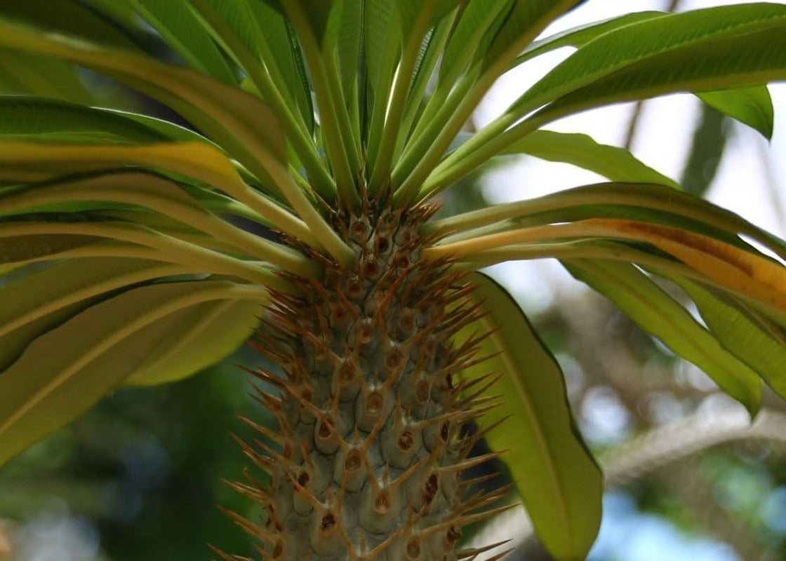 SAFLAX - Geschenk Set - Kakteen - Madagascar - Palme - 10 Samen - Mit Geschenk- / Versandbox, Versandaufkleber, Geschenkkarte Und Anzuchtsubstrat - Pachypodium Lamerei