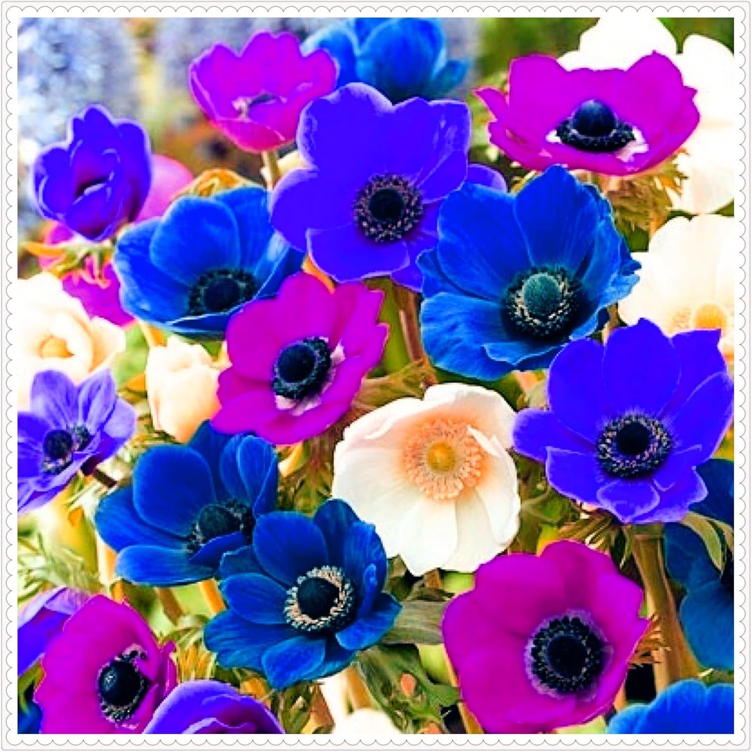 Mélange de bulbes de fleurs, ampoule magique mystère, plantation rustique, bulbe de fleurs vivaces résistant à l’hiver, bulbes rustiques - 3 bulbes d’orchidées