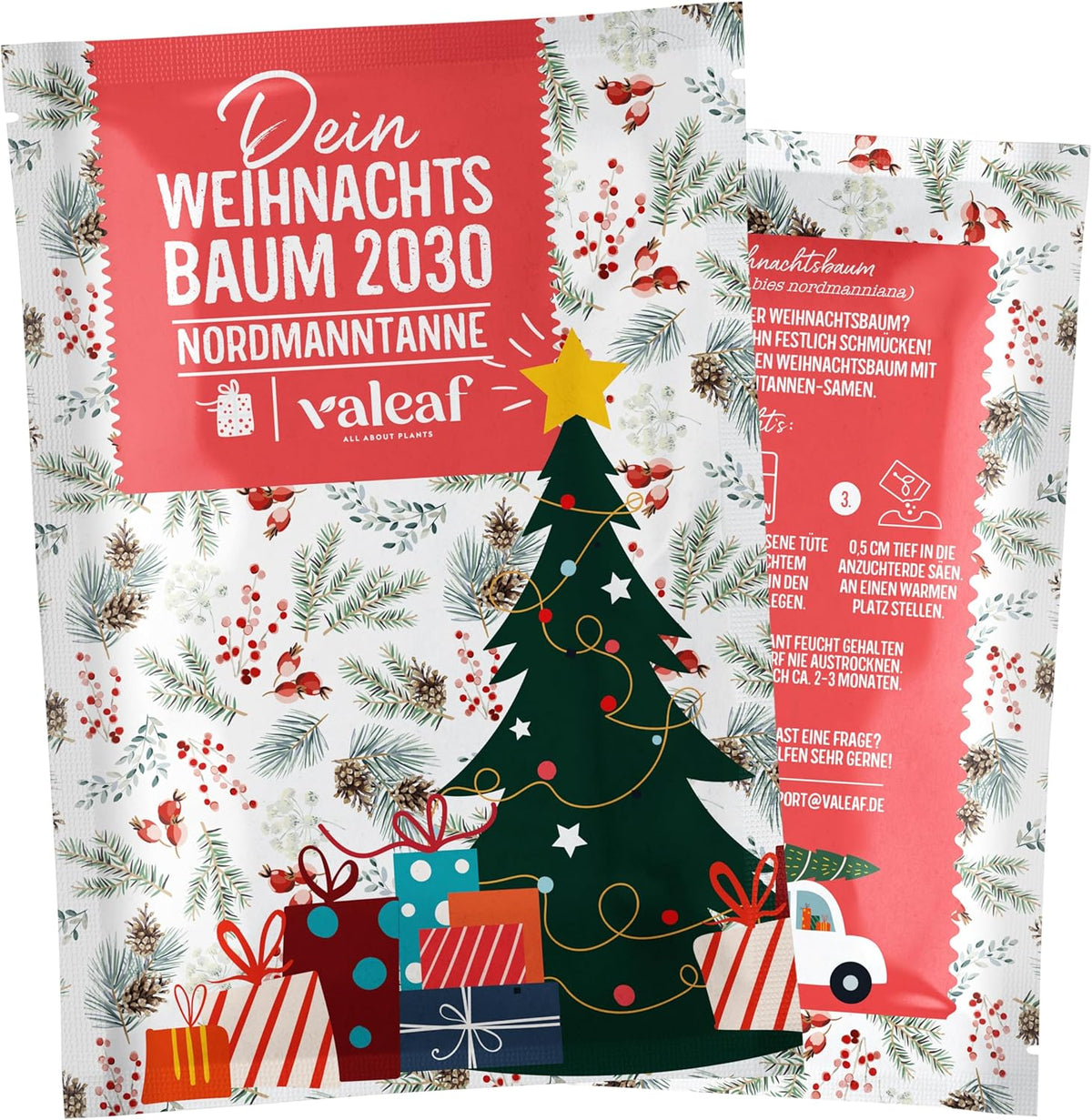 Sapin de Noël 2030 - Graines d'arbre de Noël Nordmann pour planter un sapin de Noël, idéales comme cadeau de Noël Secret Santa