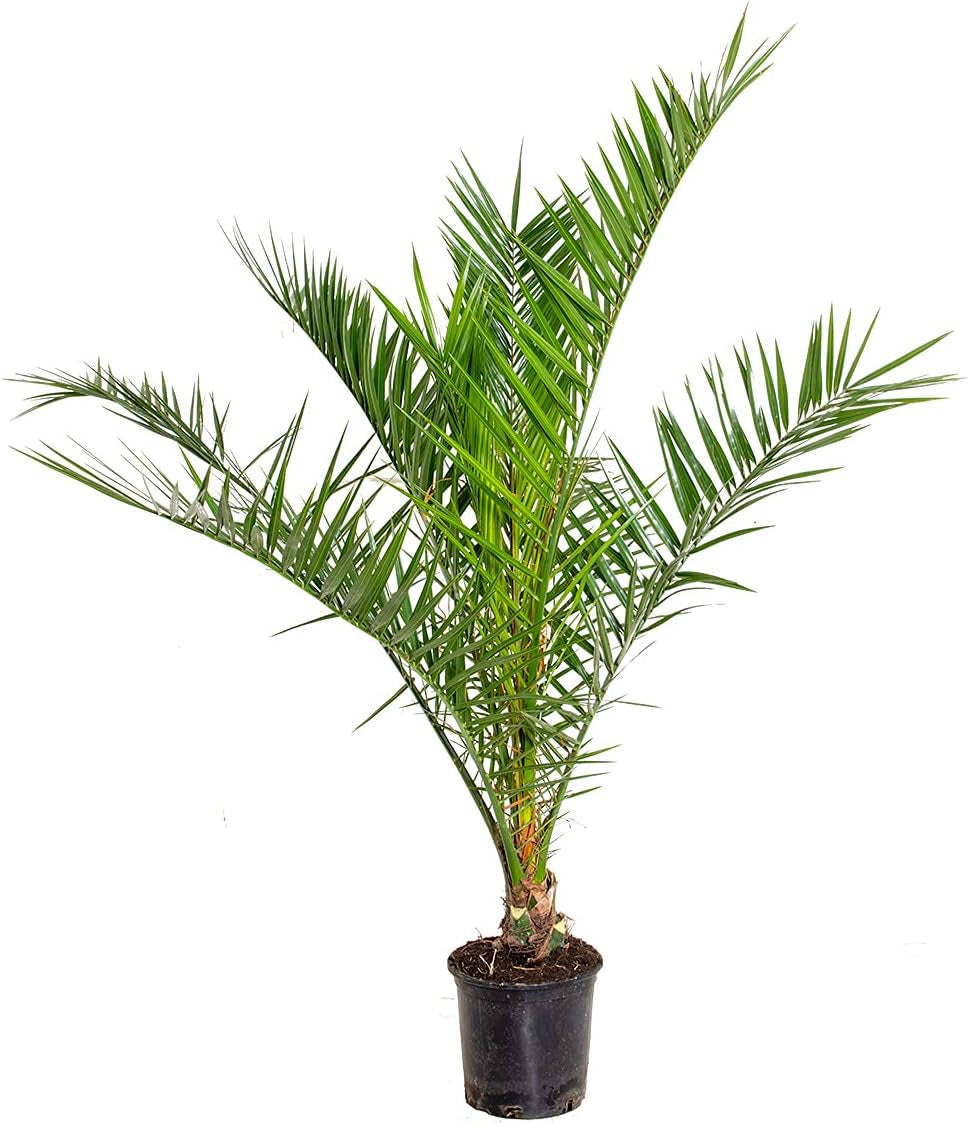 Bloomique - 2Er Set - Phoenix Canariensis - Kanarische Dattelpalme - Palme - Balkonpflanzen Winterhart - Höhe 80-100 Cm - Topf 19 Cm