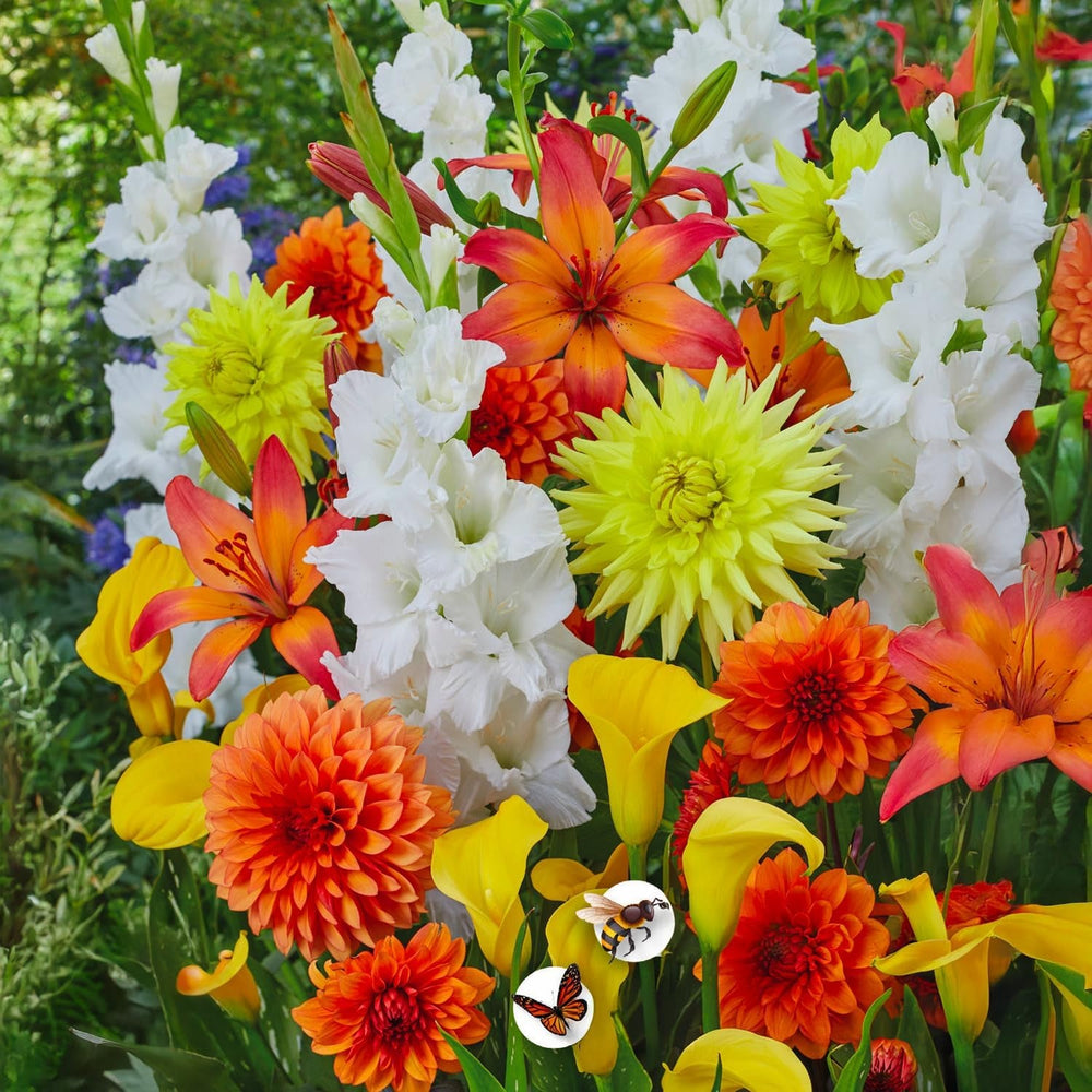 Blumenzwiebeln | Zwiebeln von den besten niederländischen Produzenten | Auswahl und Qualitätskontrolle | Blühgarantie. (15 Crocosmia Mischung)