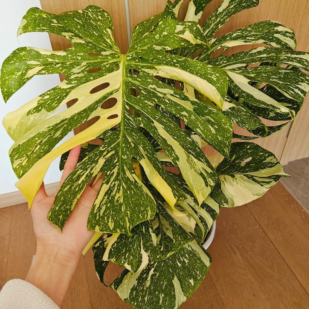 Monsterasamen - Winterharte Balkon Mehrjährige, Outdoor Exotische 30Pcs