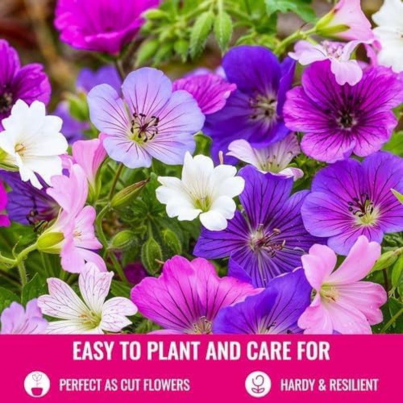 Collection de géraniums super vivaces (10 plantes/racines) Mélange rustique de 5 variétés, grands hybrides vivaces de Hollande, pour le jardin, couches de fleurs (sans graines, sans bulbes artificiels)