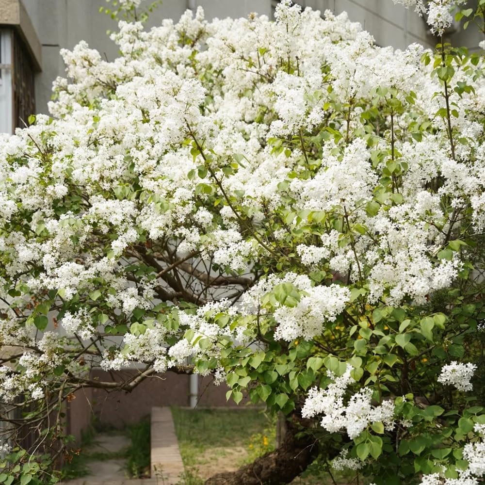 Flieder, Exotische Geschenke Für Gartenliebhaber Nachhaltige Geschenke Gartenpflanzen Winterhart Immergrüne 250Samen