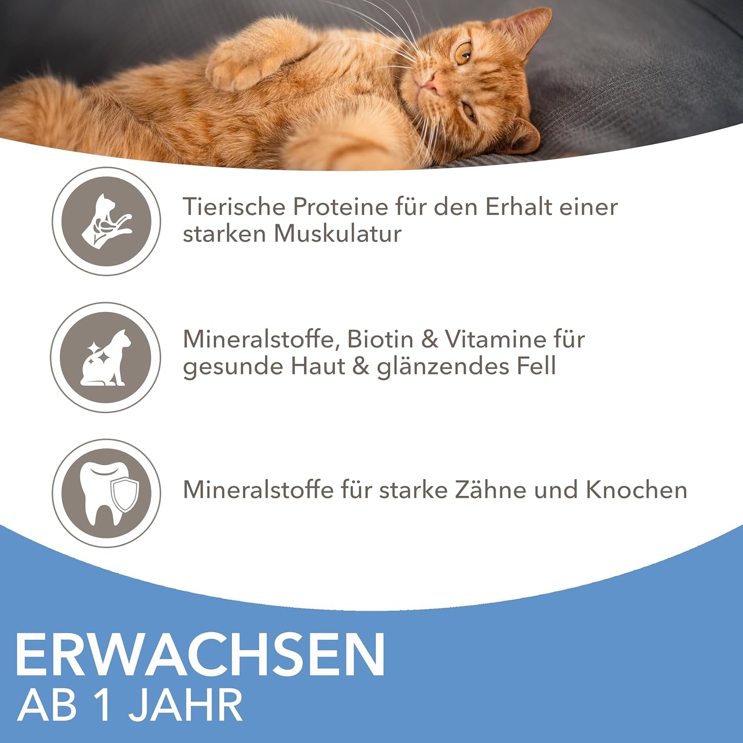 IAMS Delights Sea Collection Katzenfutter Nass - Multipack mit Fisch Sorten (Lachs, Thunfisch, Maquereau, Seefisch) en Sauce, Nassfutter für Katzen à partir de 1 janvier, 12 x 85g