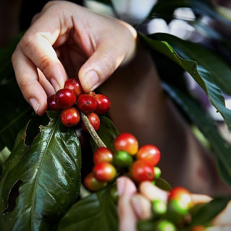 Kaffee Kolumbien Mocatán – Ganze Bohnen – 100 % Arabica – Mélange naturel – Arôme fruité – Spécialité d'origine unique – 500 g de café