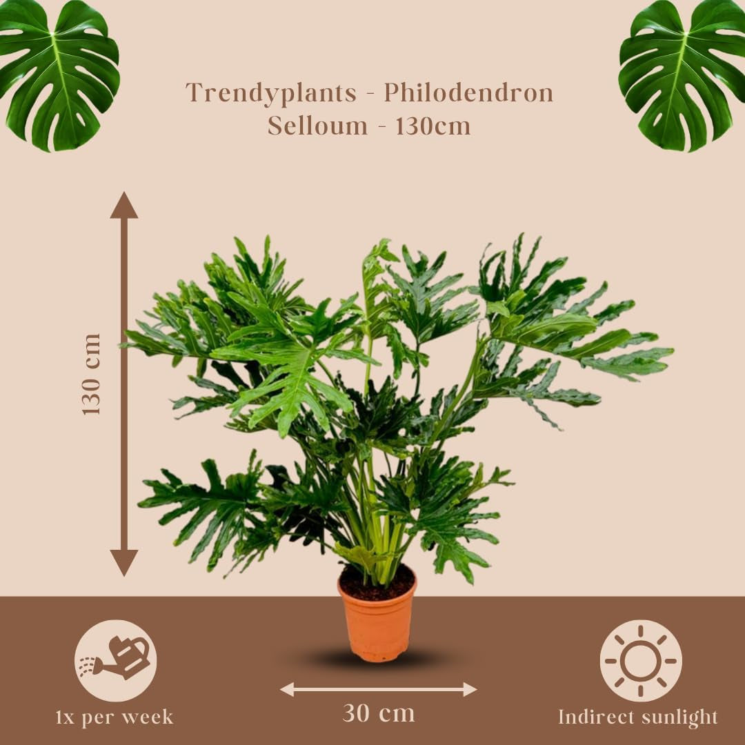 Trendyplants - Philodendron Selloum - Spitzenbaum-Philodendron - Zimmerpflanze - Höhe 110-130 Cm - Topfgröße Ø24Cm