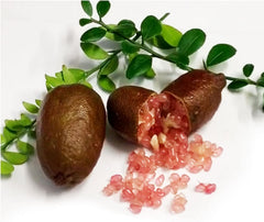 SAVINI VIVAI SAVINI VIVAI Zitronenpflanze, Roter Kaviar, Zitrusbaum, Fingerlimette, Zitronensetzling Im Topf, 20 Cm, Höhe 50–70 Cm, 2 Jahre Veredelung, Hergestellt in Italien