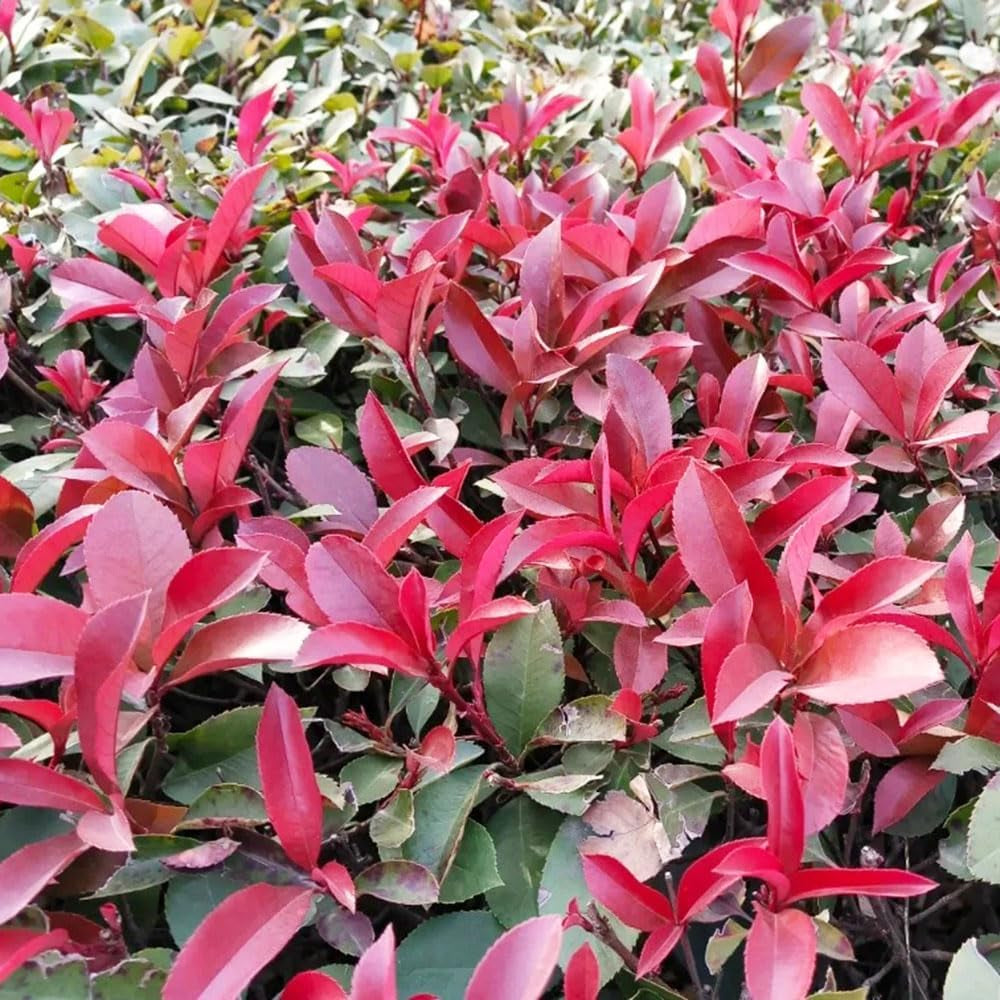 Glanzmispel Red Robin - Exotische Gartendeko Für Draußen Seltene Bodendecker Sträucher Garten Für Sonnige Plätze Outdoor Bio Stauden Winterhart Mehrjährig Schnell Wachsende 500Samen