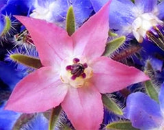 Graines 20 pcs Borago Officinalis graines de fleurs exotiques jardin de fleurs en plein air beau et lumineux (Liu Li Ju): 13