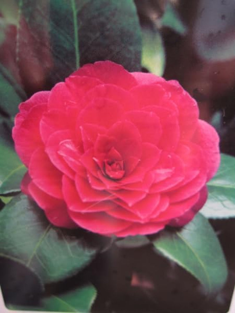 Camellia Japonica Principessa Baciocchi - Japanische Hochstamm-Kamelie 80