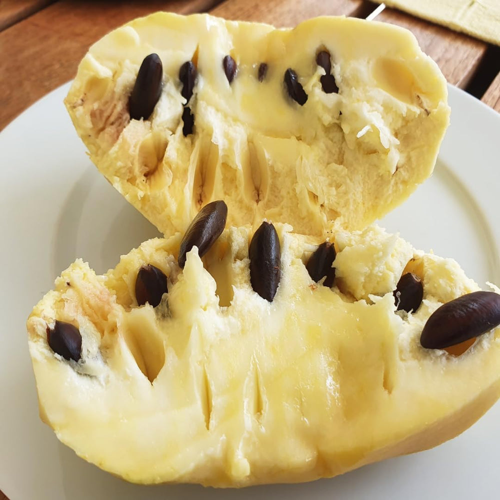 Asimina Triloba Sunflower (Pawpaw) Obstpflanze Antik Auf Topf 18-Max. 50Cm