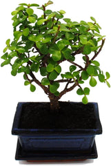Exotenherz - Bonsai - Portulacaria Afra - Jadebaum - Afrikanischer Elefantenbaum - Ca. 4-5 Jahre - Kugelform