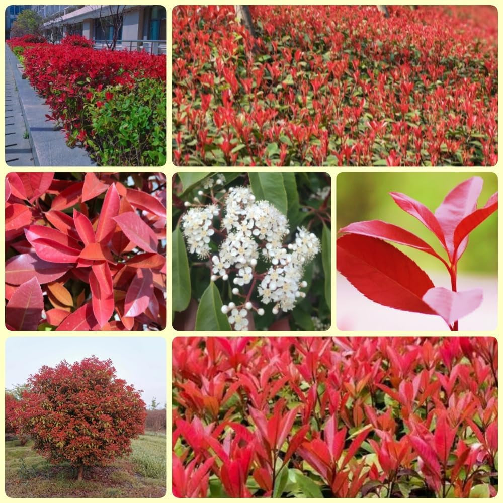 Glanzmispel Red Robin, Garten Photinia Fraseri Red Robin, Blühende Sträucher Winterhart Bio Seltene Balkonpflanzen 700Samen