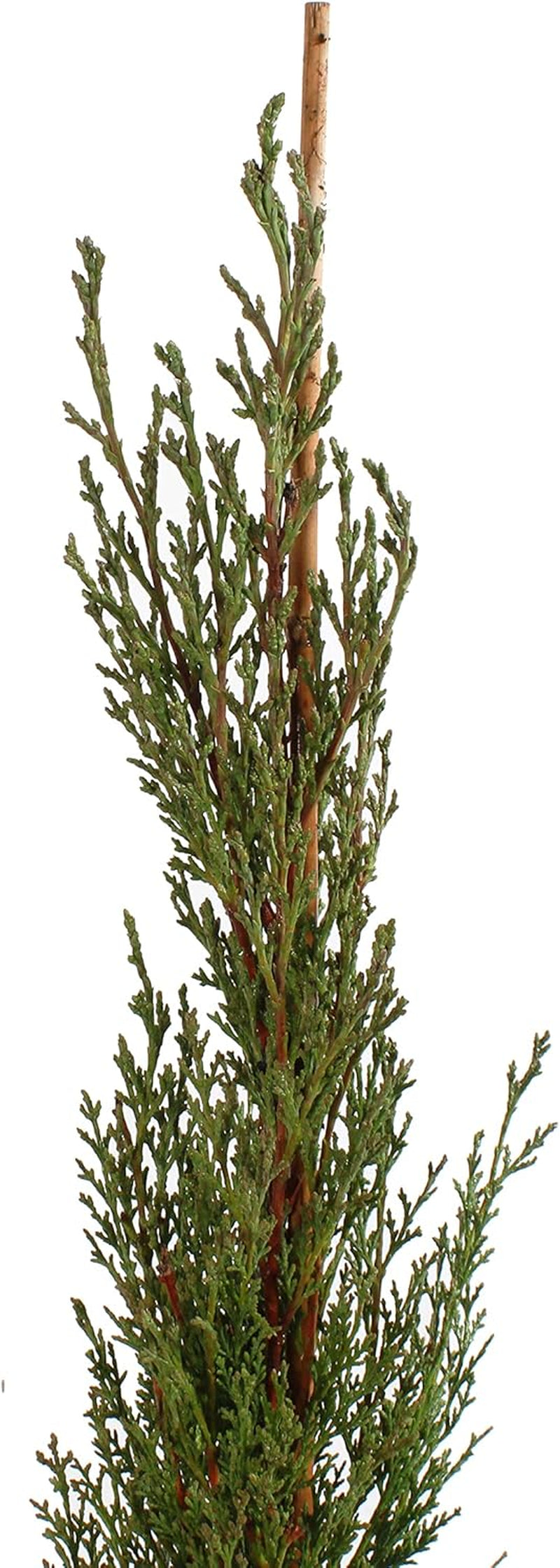 KENTIS - Zypressen Echte Pflanzen Winterhart - Cupressus Sempervirens Totem - Hoch 80-100 Cm Topf Ø 18 Cm