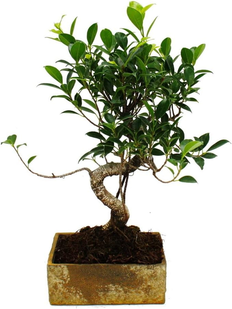 Bonsai Fürs Zimmer - in Moderner Trendkeramik - Zimmerbonsai Ficus - 6 Jahre Alt - Steinoptik
