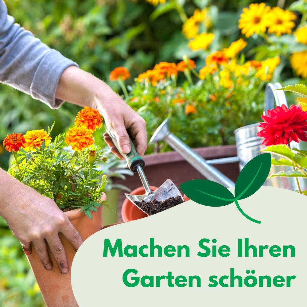 Cosmos Sensation Mix 1g graines, Cosmos Mix Fleurs d'été, Plantes de jardin Plantes de balcon, Graines de fleurs