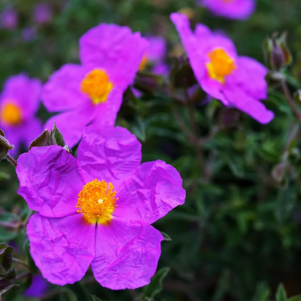 Zistrose Zimmerbonsai Schnittblumen Cistus Creticus Garten Baumsamen Bonsai Sommerblumen Balkonpflanzen Frühlingsblumen Exotische Bio Grünpflanzen Gartenpflanzen Winterhart Mehrjährig 300Samen