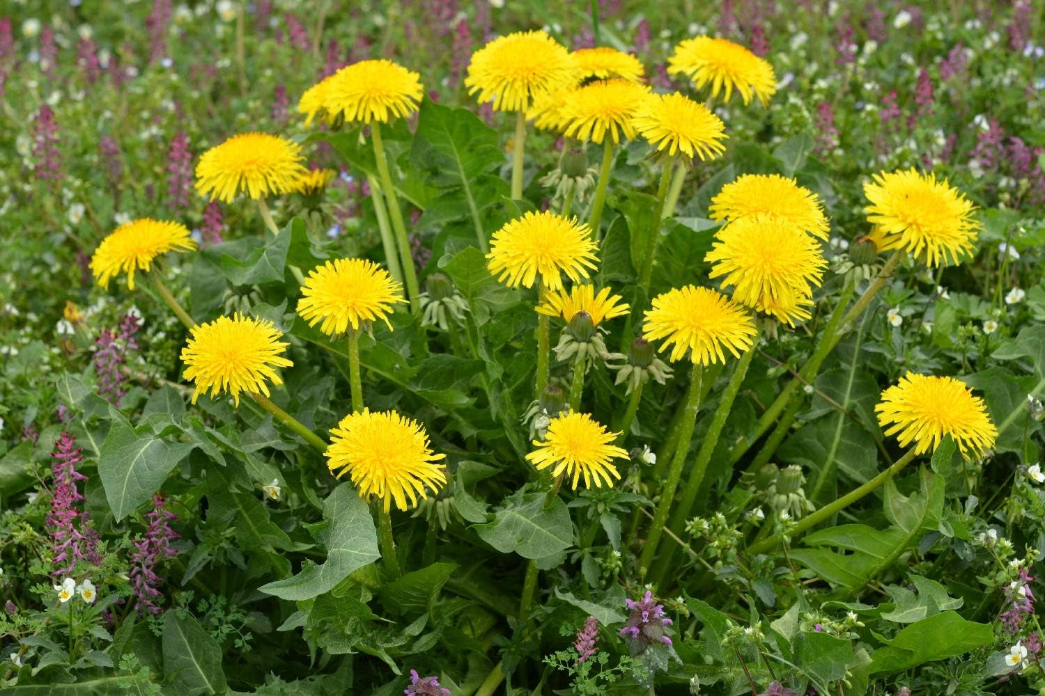 SAFLAX - BIO - Pissenlit - 400 graines - Taraxacum officinale