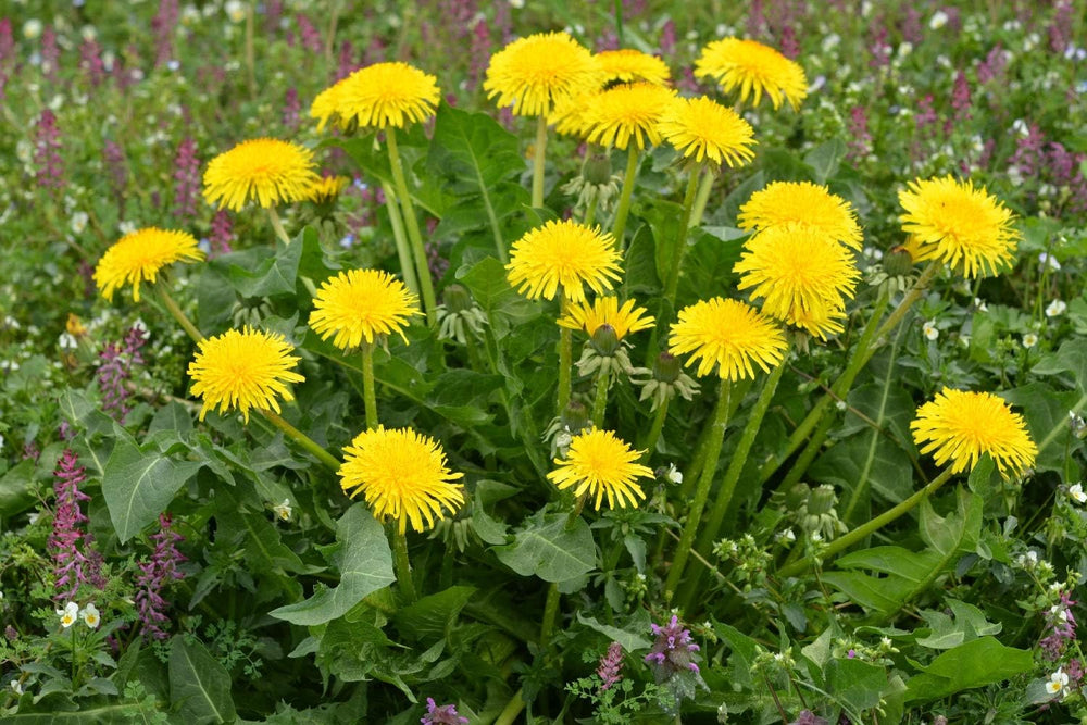 SAFLAX - BIO - Pissenlit - 400 graines - Taraxacum officinale
