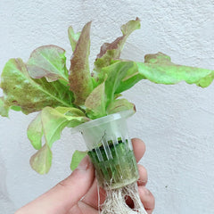 Kit de culture hydroponique Système de culture hydroponique en PVC 2 couches 72 trous Kit de culture de système hydroponique Systèmes de culture de plantes sans sol Système de culture hydroponique sans sol dans l'eau