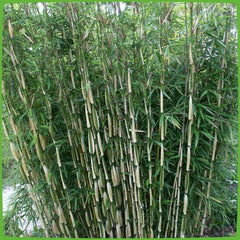 Horstbildender Bambus "Pingwu" (Fargesia Robusta) - Winterharte Bambus-Pflanze Ohne Ausläufer Von Garten Schlüter