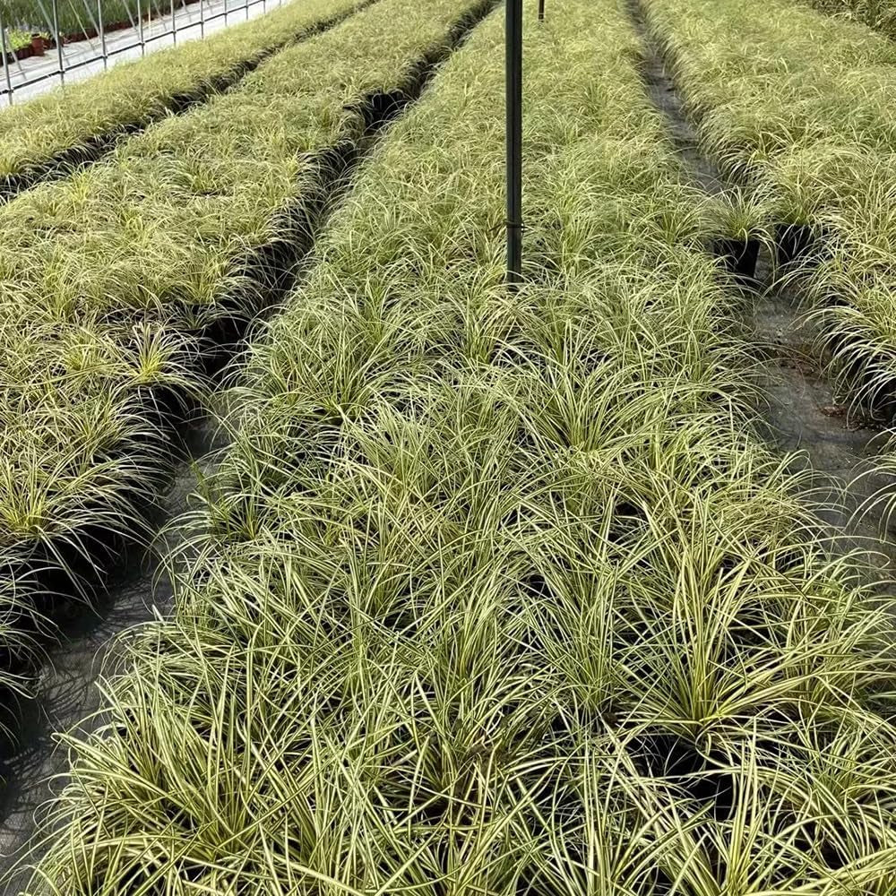 Carex Oshimensis Evergold Sträucher Für Den Garten Ziergras Sichtschutz Balkonpflanze Winterharte Kübelpflanzen Luftreinigende Zimmerpflanzen Seltene Outdoor Ziergräser 500Samen