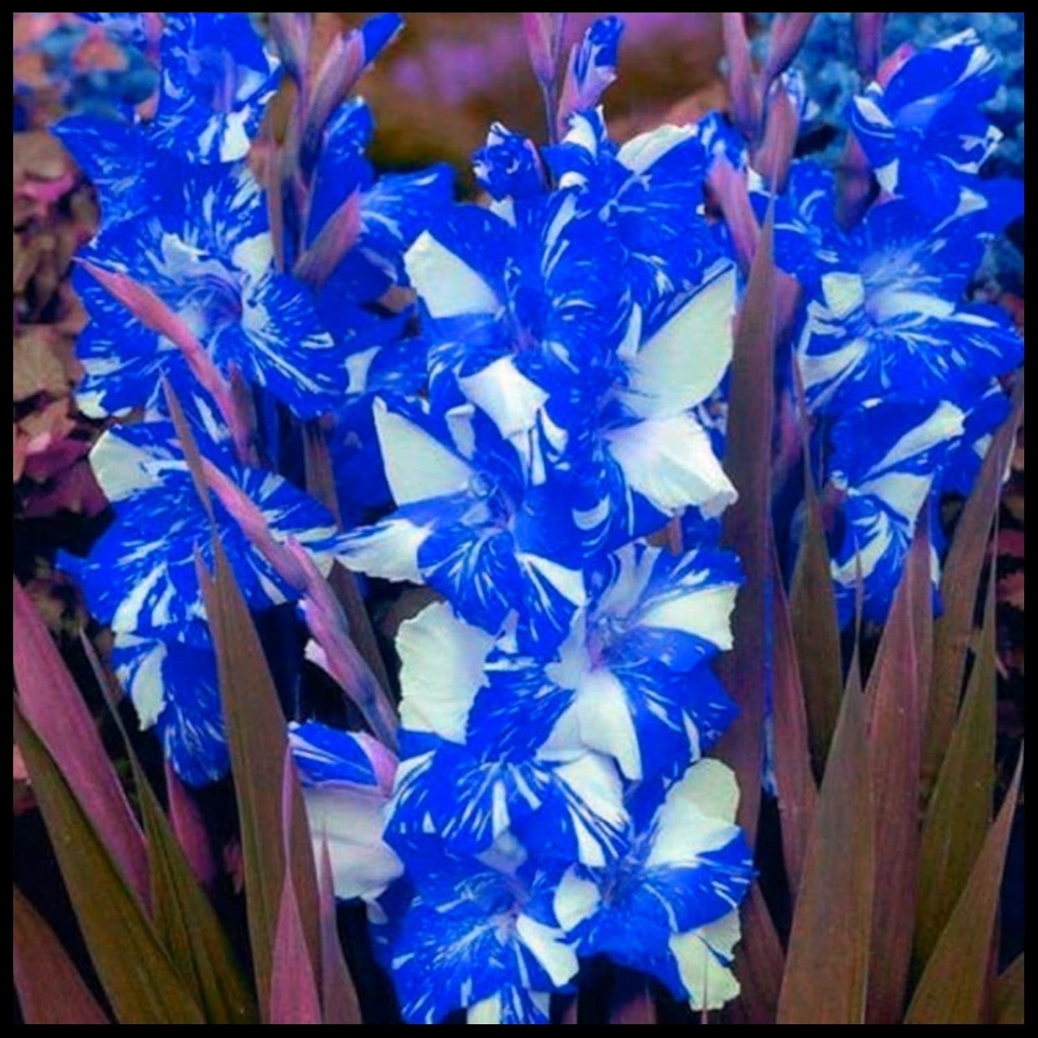 Mélange de bulbes de fleurs, ampoule magique mystère, plantation rustique, bulbe de fleurs vivaces résistant à l’hiver, bulbes rustiques - 3 bulbes d’orchidées