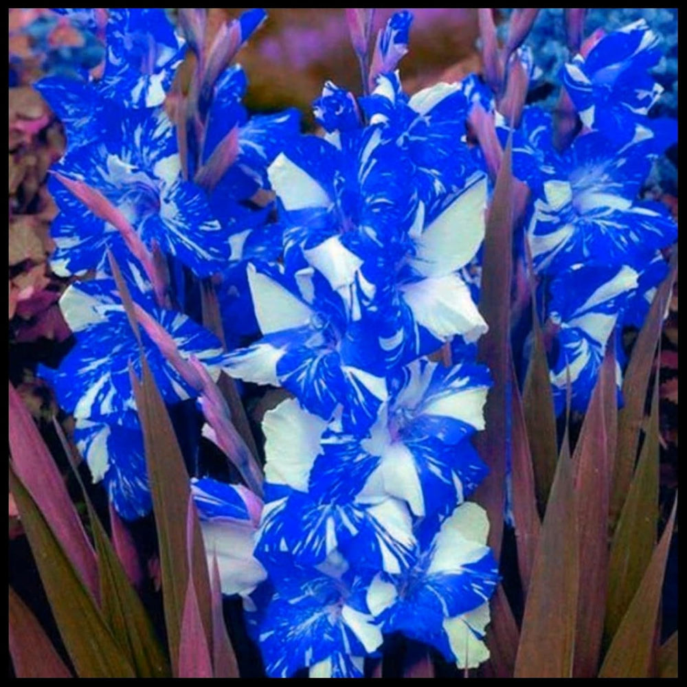 Mélange de bulbes de fleurs, ampoule magique mystère, plantation rustique, bulbe de fleurs vivaces résistant à l’hiver, bulbes rustiques - 3 bulbes d’orchidées