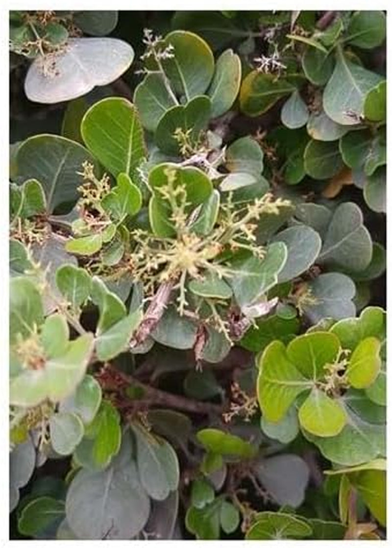 Stk - 10X Rhus Glauca Blaue Kuni-Rhus Strauch Garten Pflanzen - Samen ID1549 -