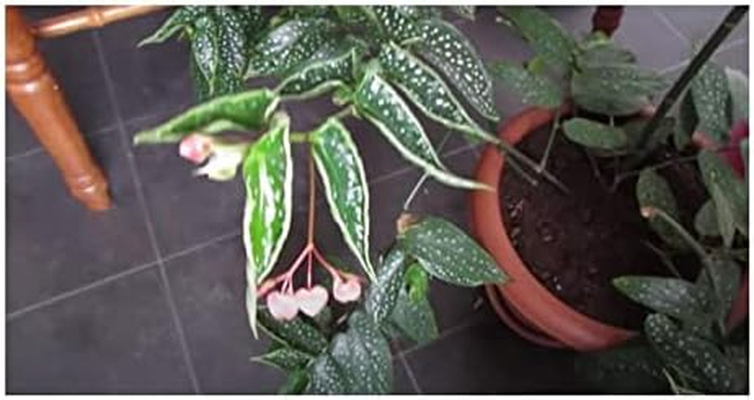 Stk - 10X Begonia Picta Ziersträucher Garten Pflanzen - Samen ID337 -