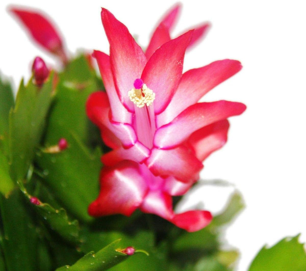 Exotenherz - Weihnachtskaktus - Schlumbergera - Set Mit 3 Pflanzen