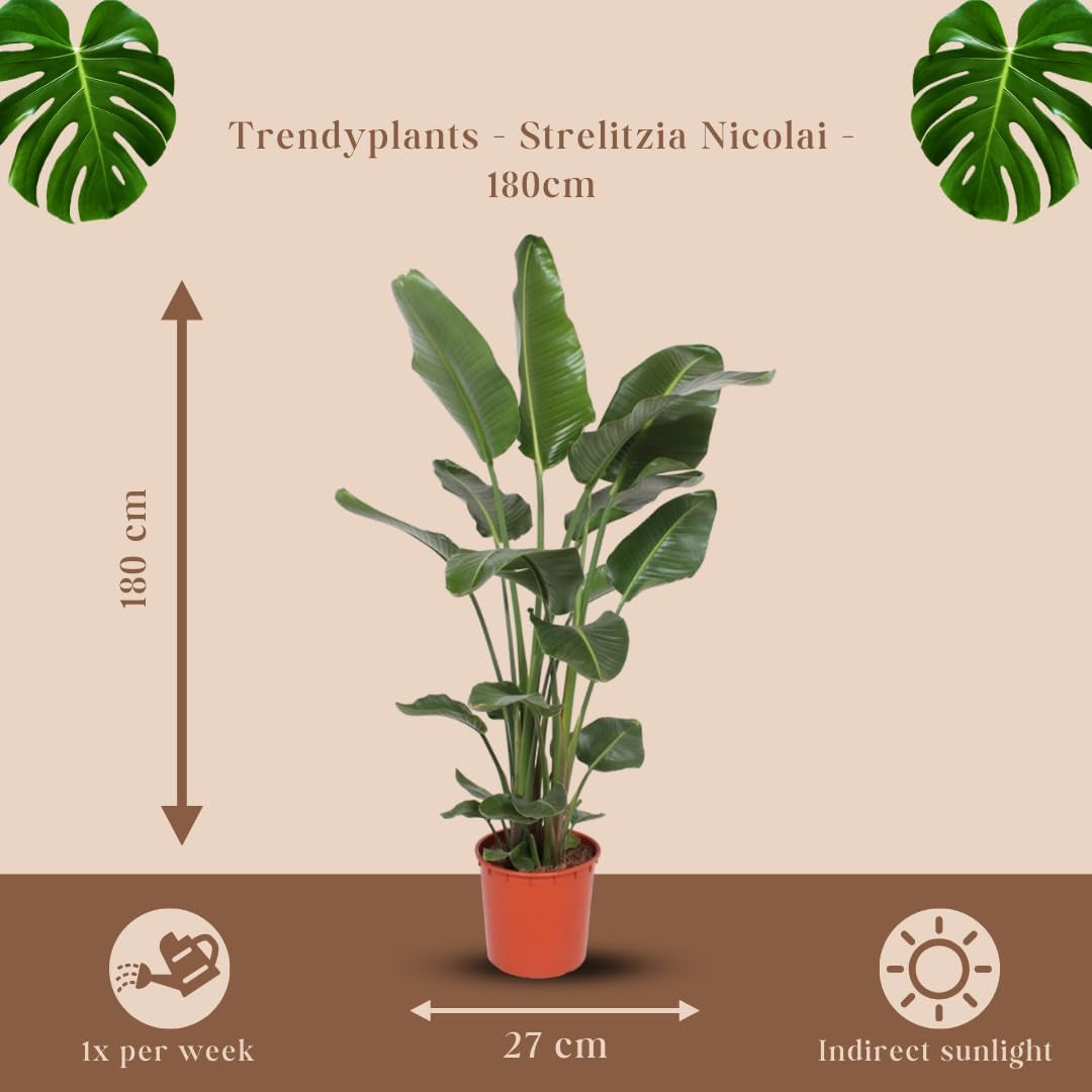 Trendyplants - Strelitzia Nicolai - Paradiesvogelblume - Zimmerpflanze - Höhe 160-180 Cm - Topfgröße Ø24Cm
