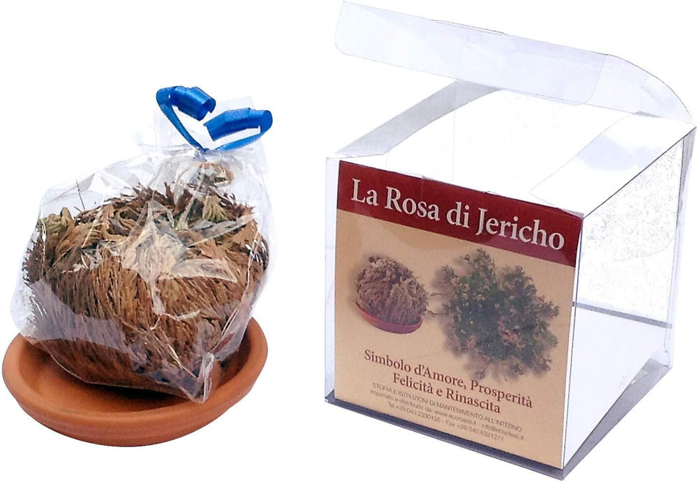 Rosa Von Jericho, 4 Stück