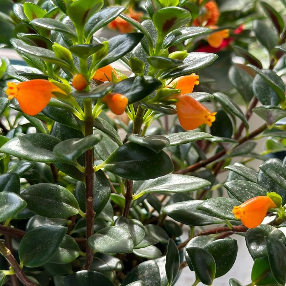 Goldfish Chlorophytum, Seltene Winterharte Balkonpflanzen Stauden Winterhart Mehrjährig Wohnzimmer Deko, Zaun Deko Bio 75Samen