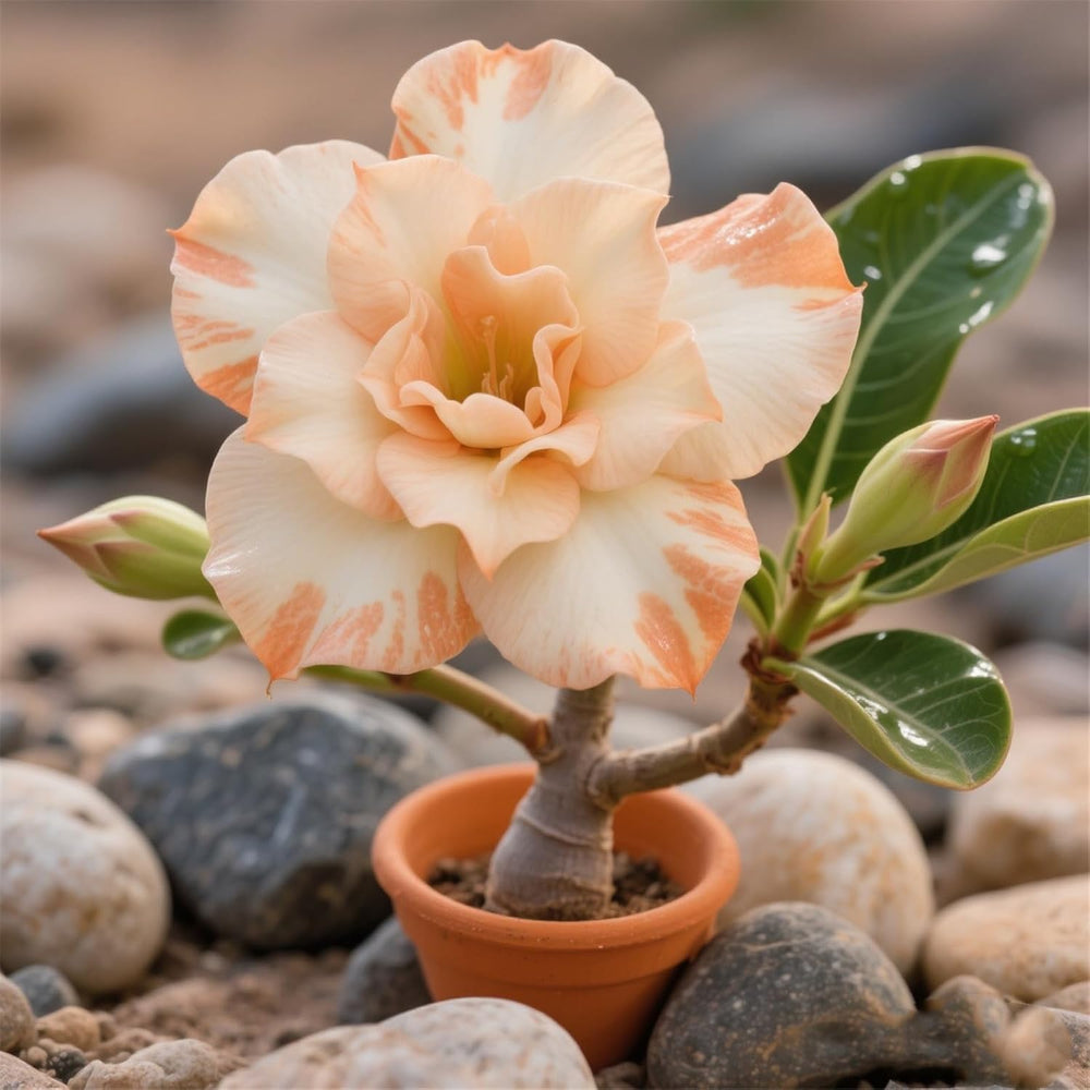 Lebende Pflanzen,Winterhart pflanzen, Mehrjährige Blumenzwiebel ist winterhart, Mysteriöse magische Glühbirne, Blumenzwiebel Mix,3 ans-1 Wüstenrose knollen -I